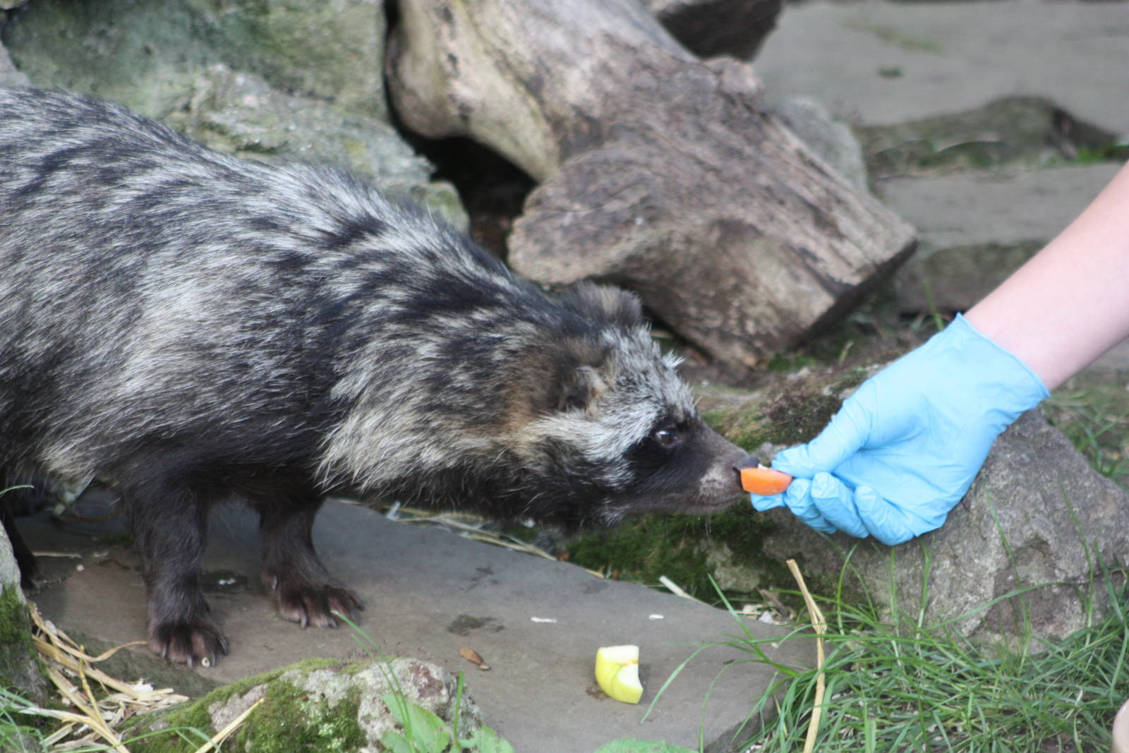 KeeperKatie tempting a Raccoon Dog, 17th August 2014