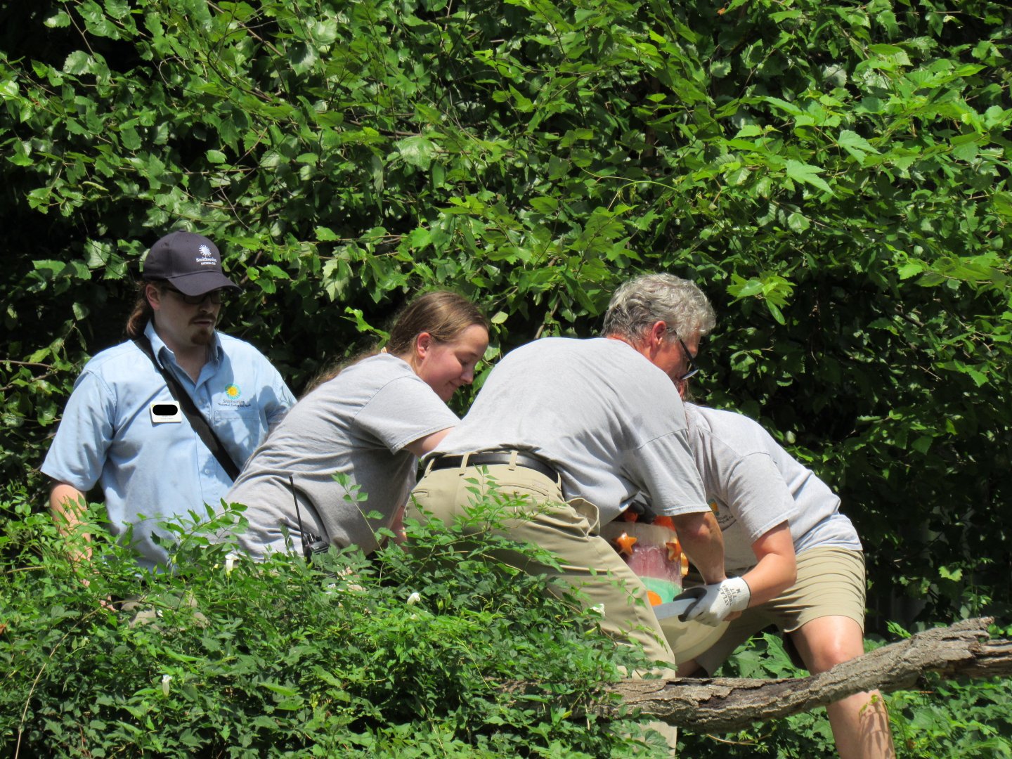 Keepers bring out Tian Tian's birthday cake