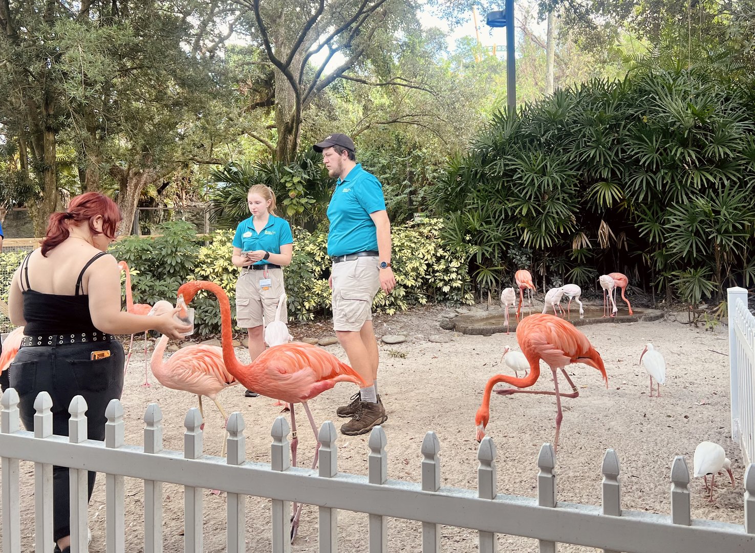 Keepers conducting Flamingo Encounter