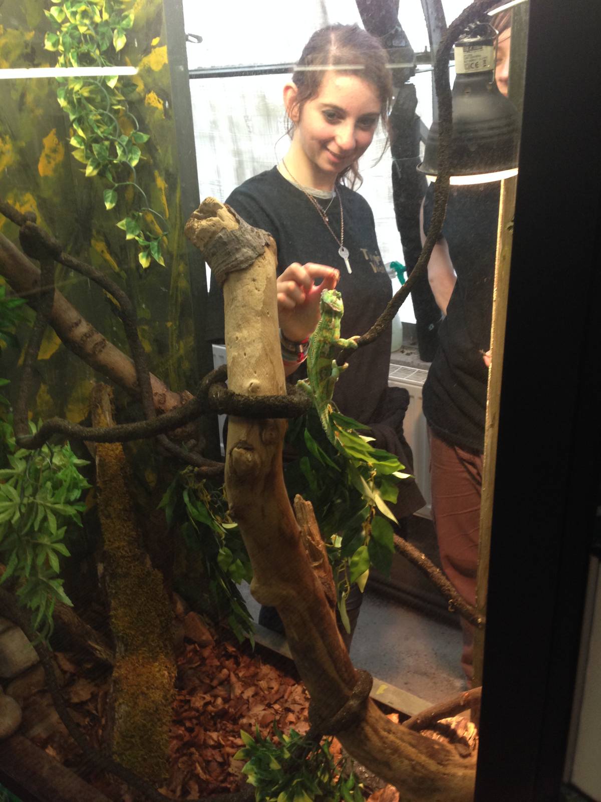 Keepers Feeding Veiled Chameleon at Tropical World - 02/10/2013