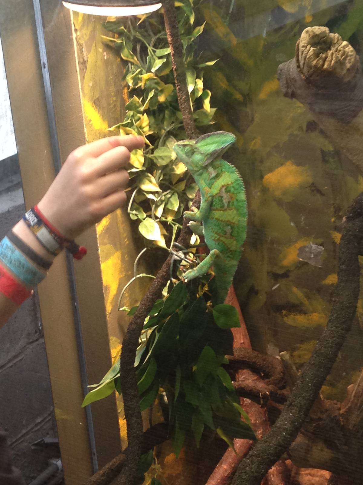 Keepers Feeding Veiled Chameleon at Tropical World - 02/10/2013