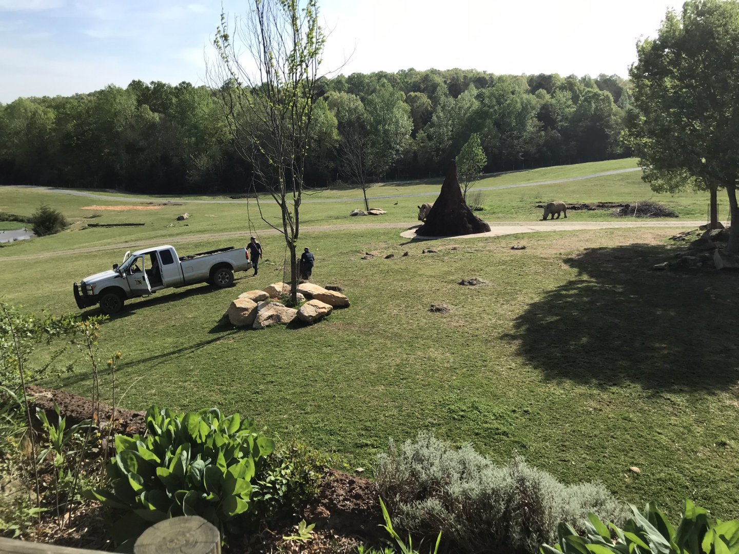 Keepers Feeding White Rhinos
