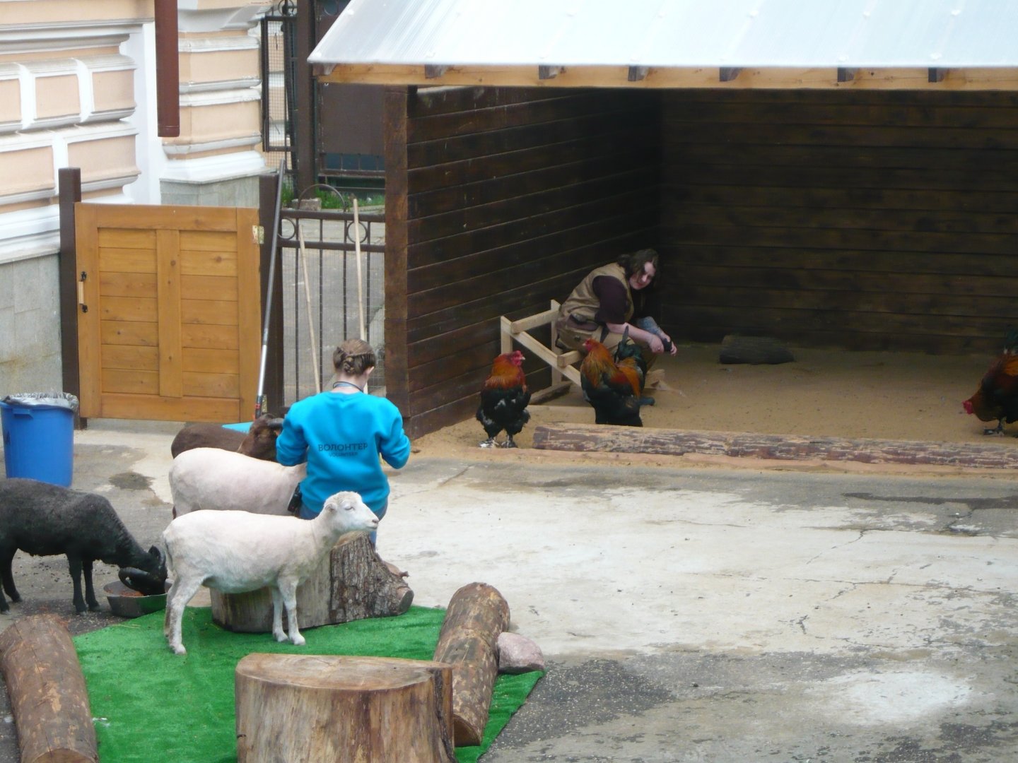 Keepers, sheep and huge chickens