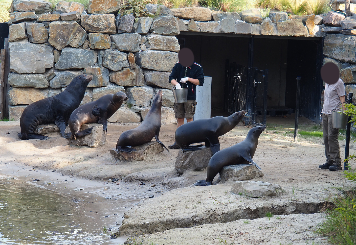 Keepers training and feeding the California sea lions, 2019-09-15