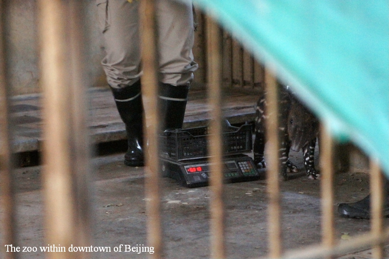 Keepers weighting the newborn Baird's tapir