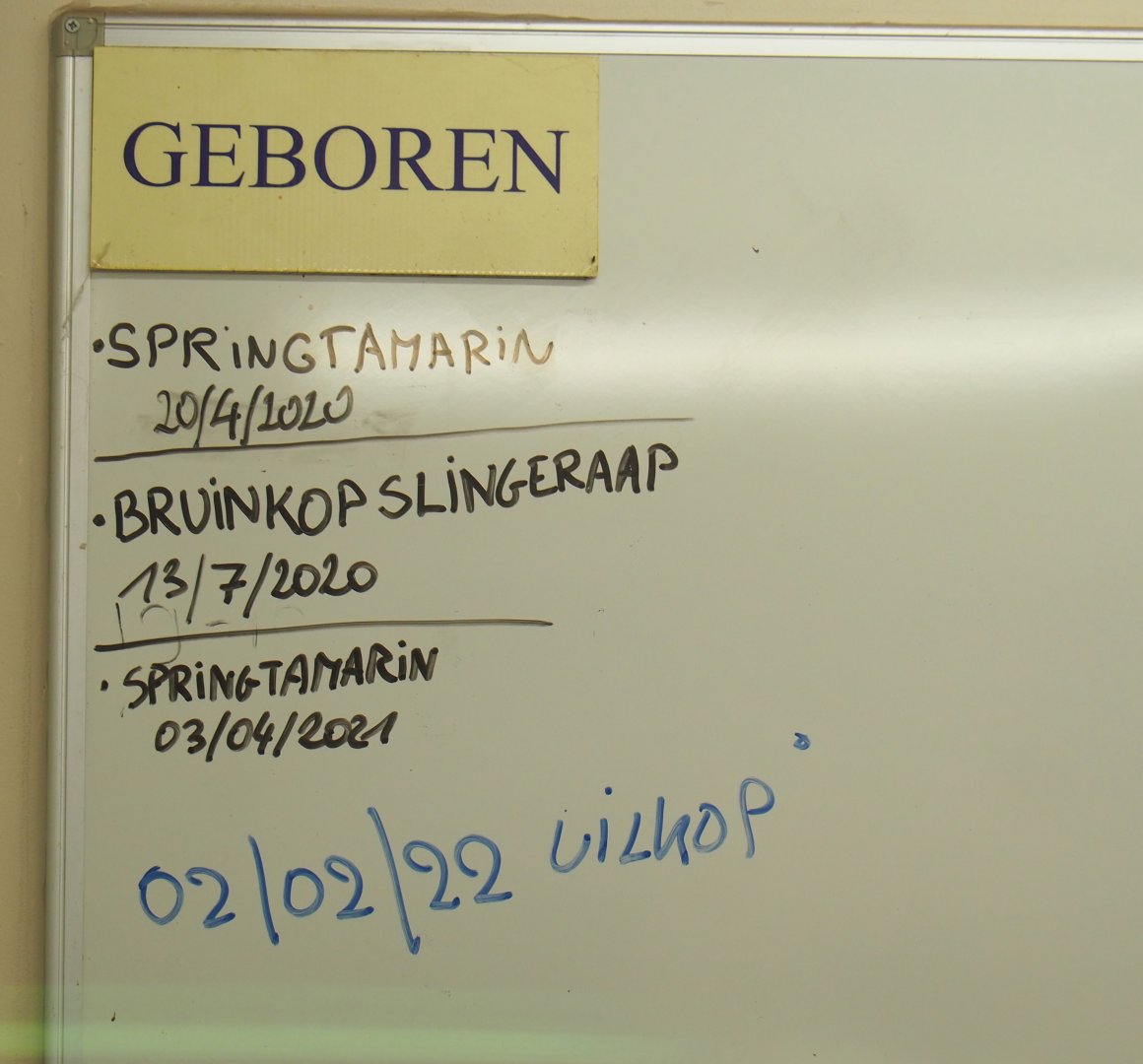 Keepers' whiteboard in the Small Monkey House kitchen -  Births, 2022-03-16