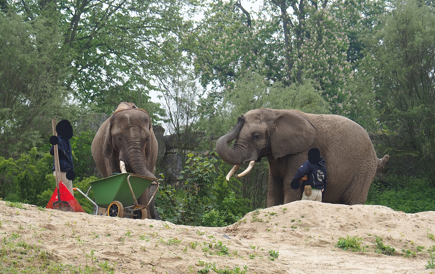 Keepers with African bush elephants (Loxodonta africana), 2023-05-15