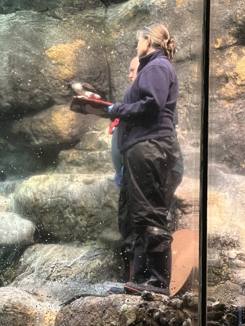 Keepers with Parakeet Auklet