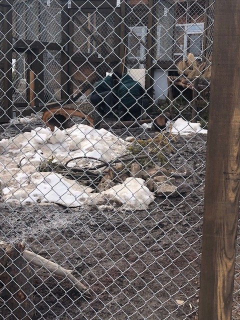 Keepers working with Artic Fox