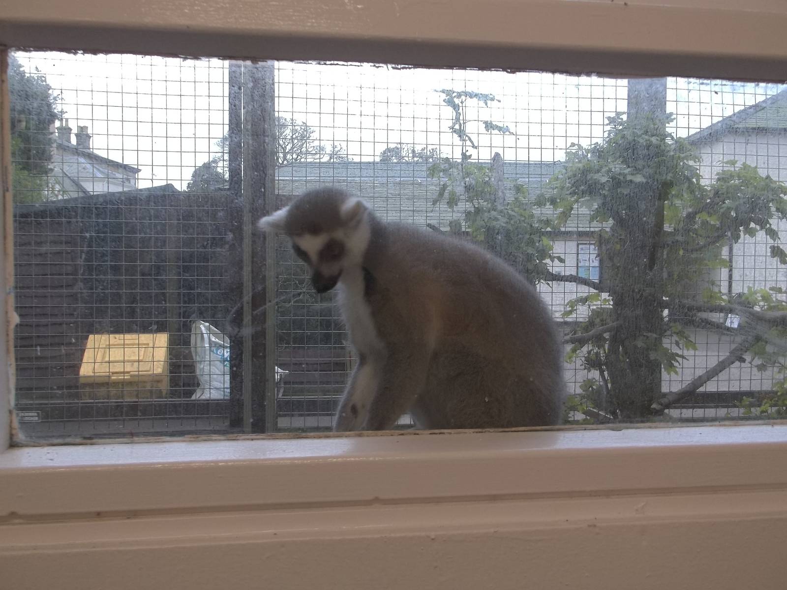 Keeping a watch over the zoo kitchen, 11th October 2014