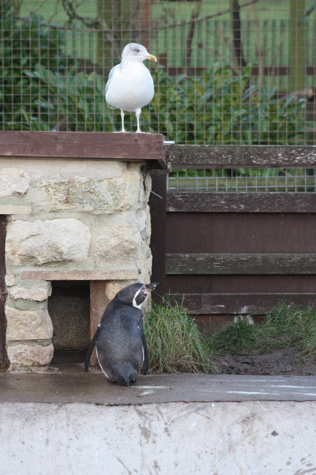 Keeping an eye on Sheldon, 29th December 2014
