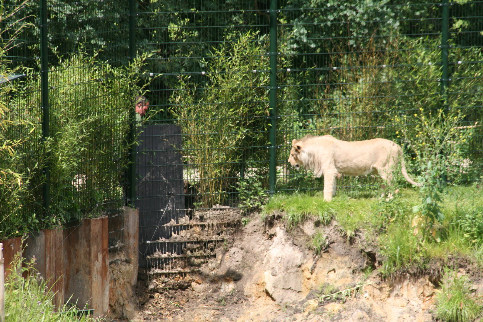 keeping an eye on the works