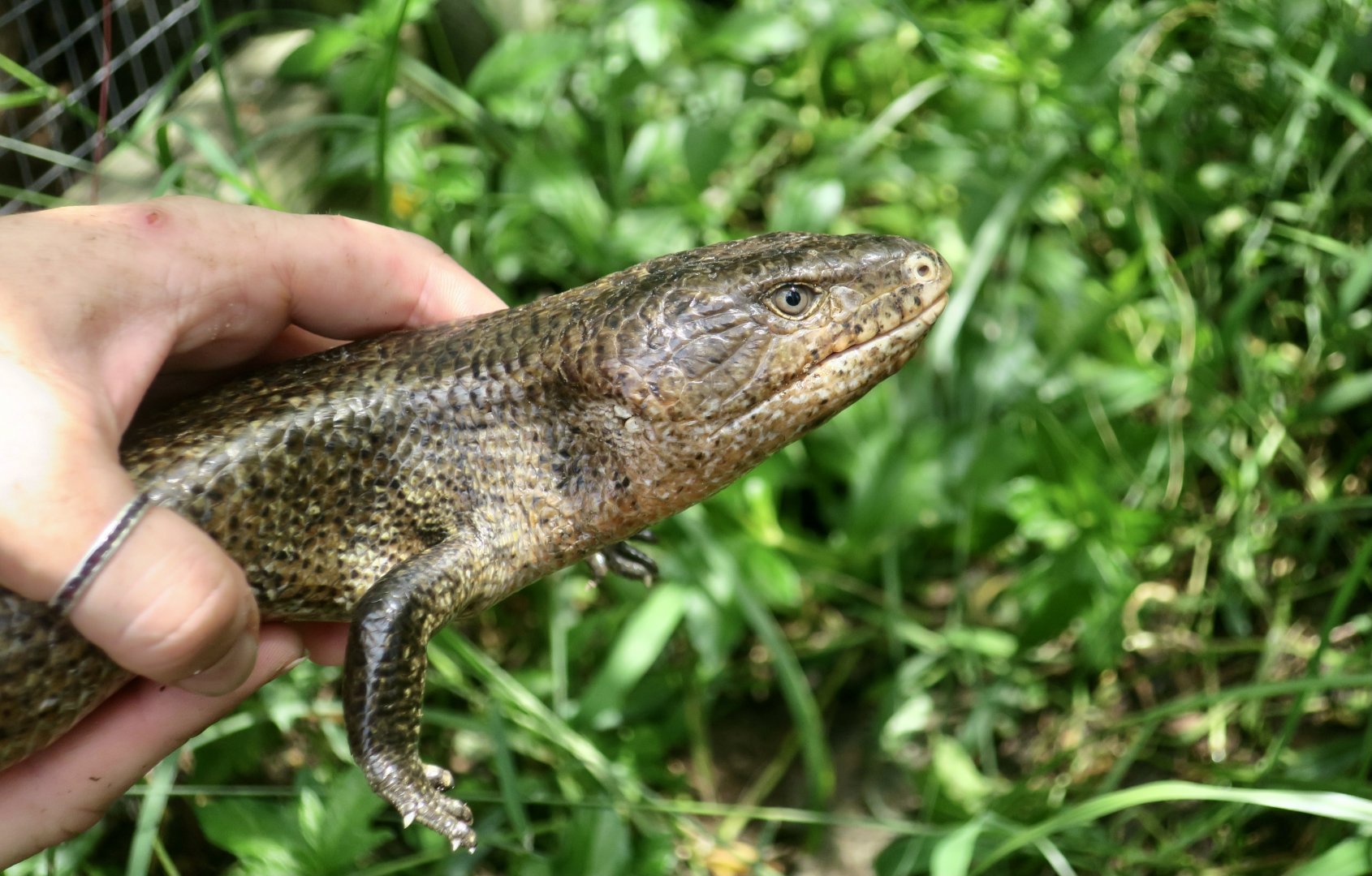 Kei Island Blue-Tongued Skink (Tiliqua gigas keiensis)