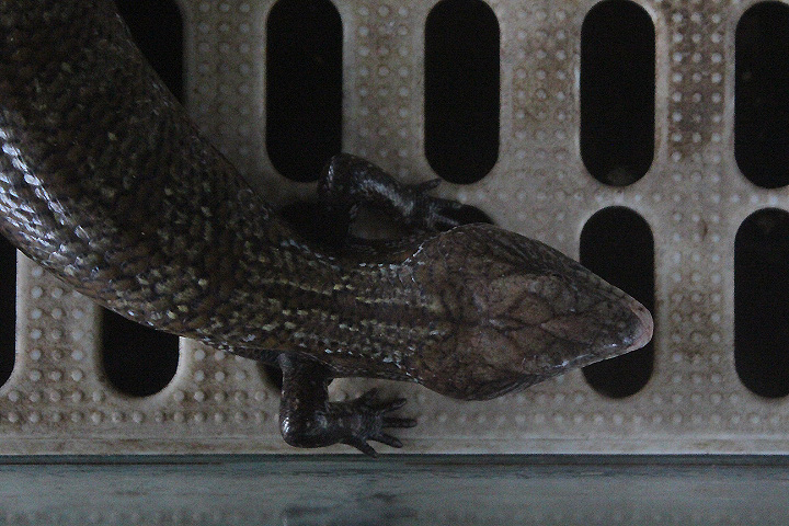 Kei Islands blue-tongued skink (Tiliqua gigas keyensis) - Taman Konservasi Sato Loka