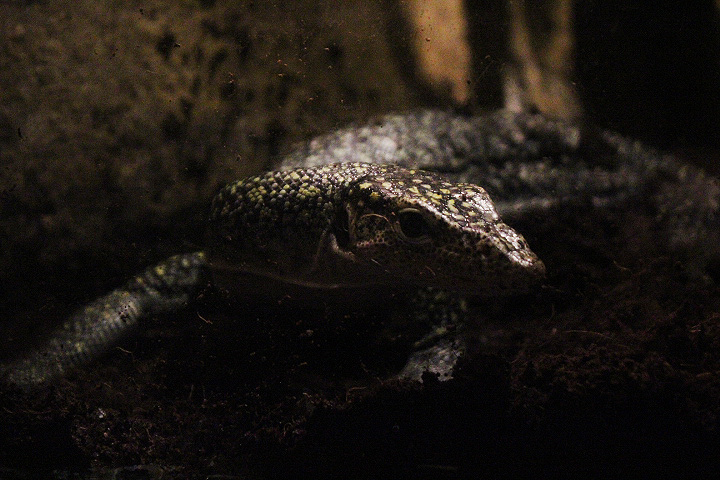 Kei Islands monitor (Varanus colei)