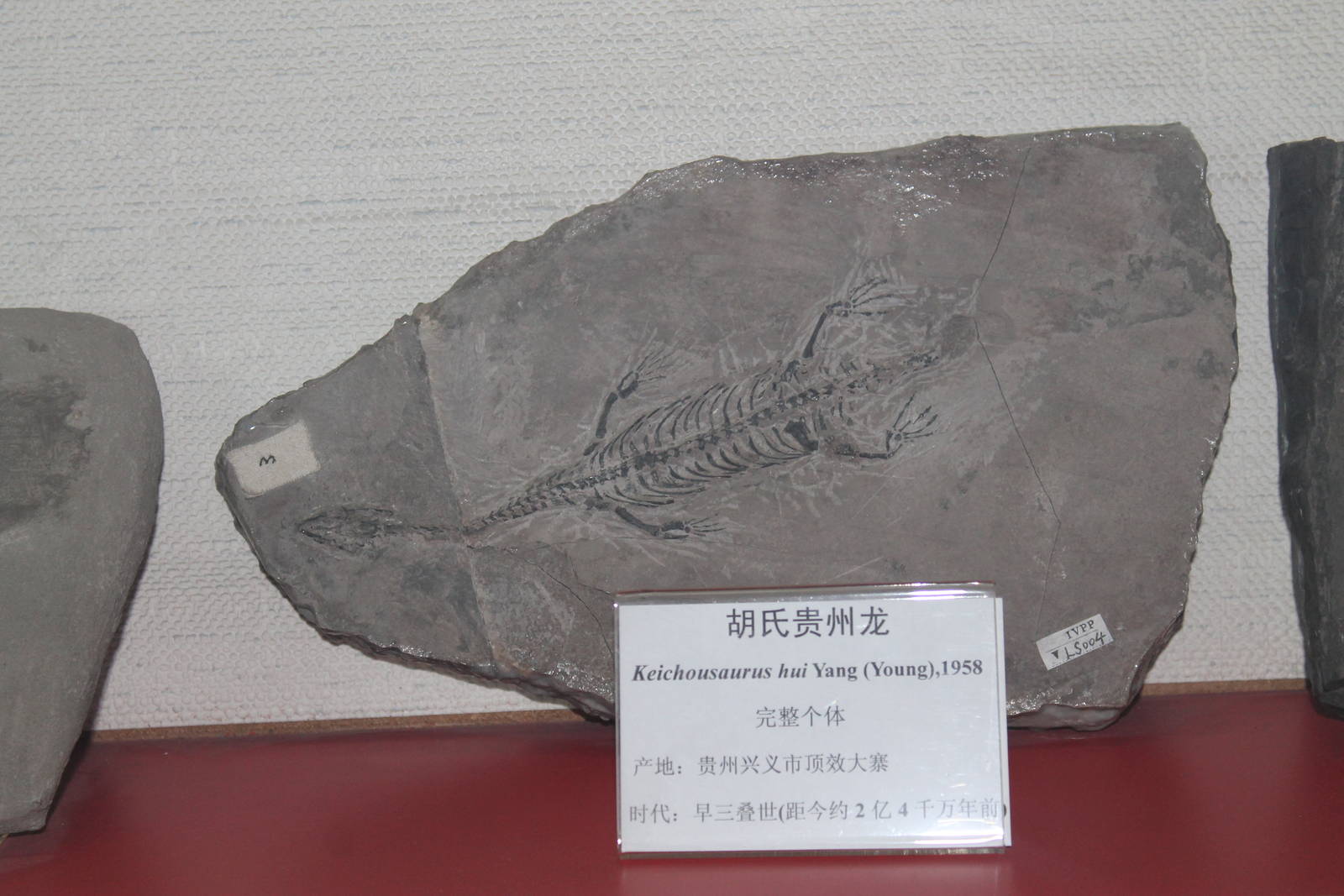 Keichousaurus hui