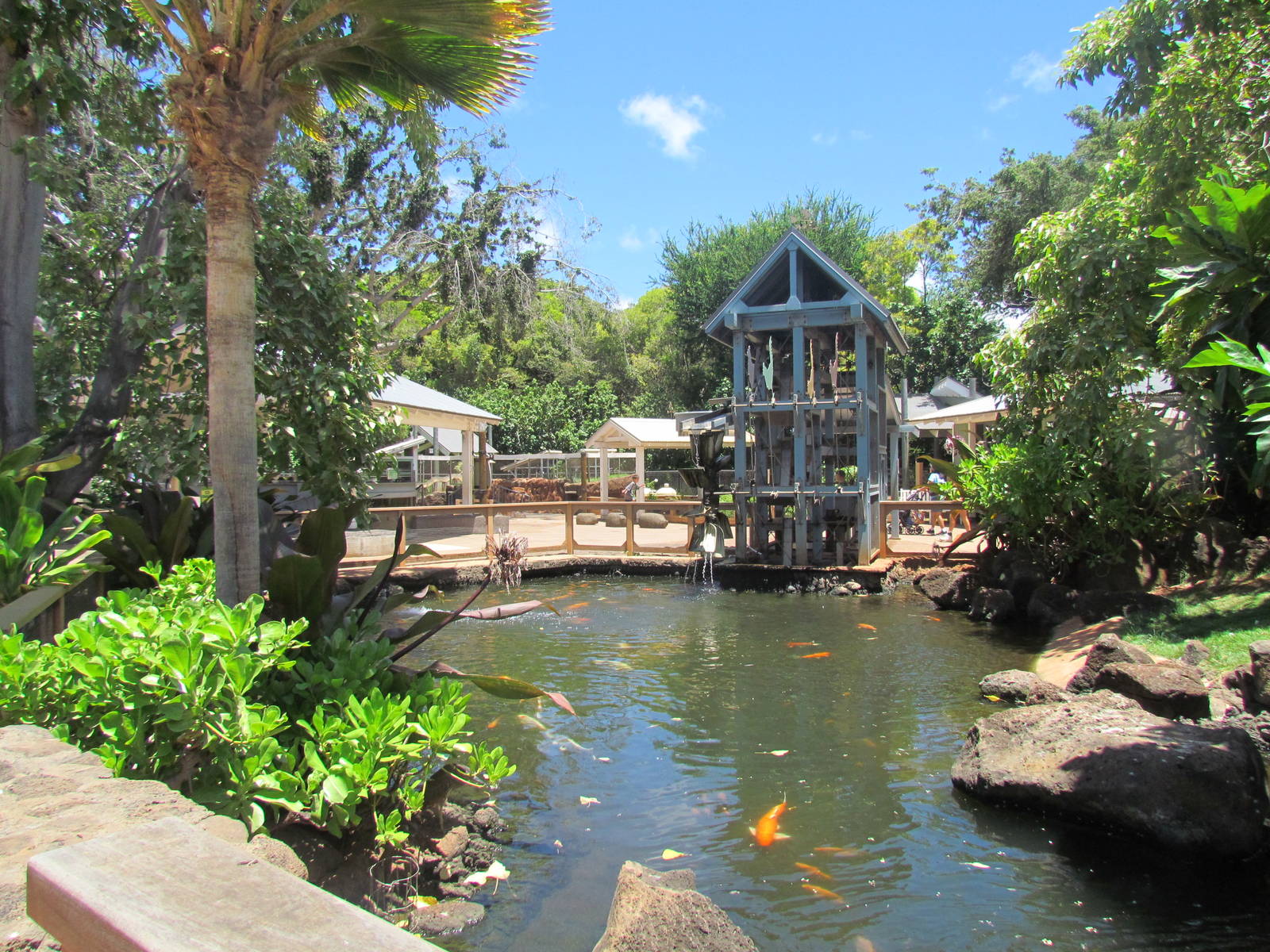 Keiki Zoo - Koi Pond