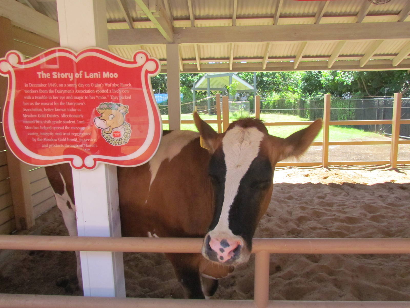 Keiki Zoo - Lani Moo