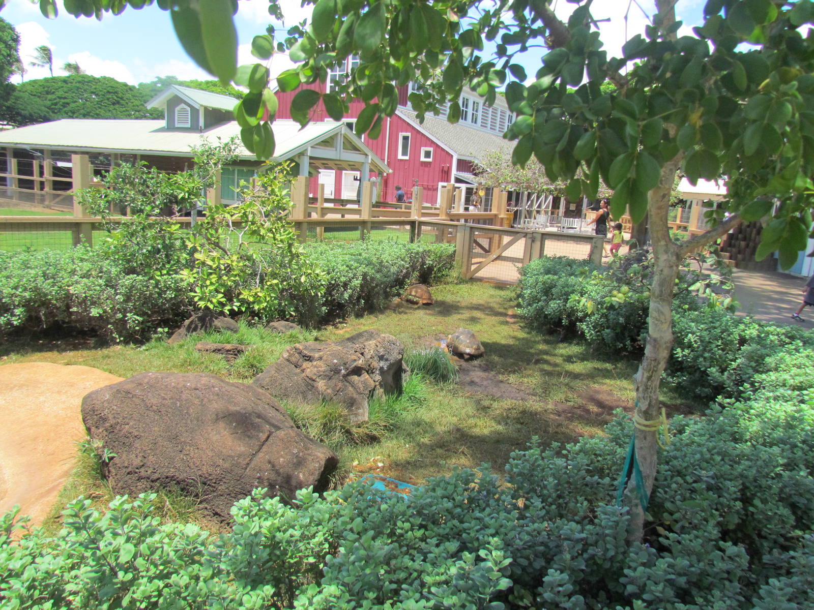 Keiki Zoo - Radiated Tortoise Exhibit