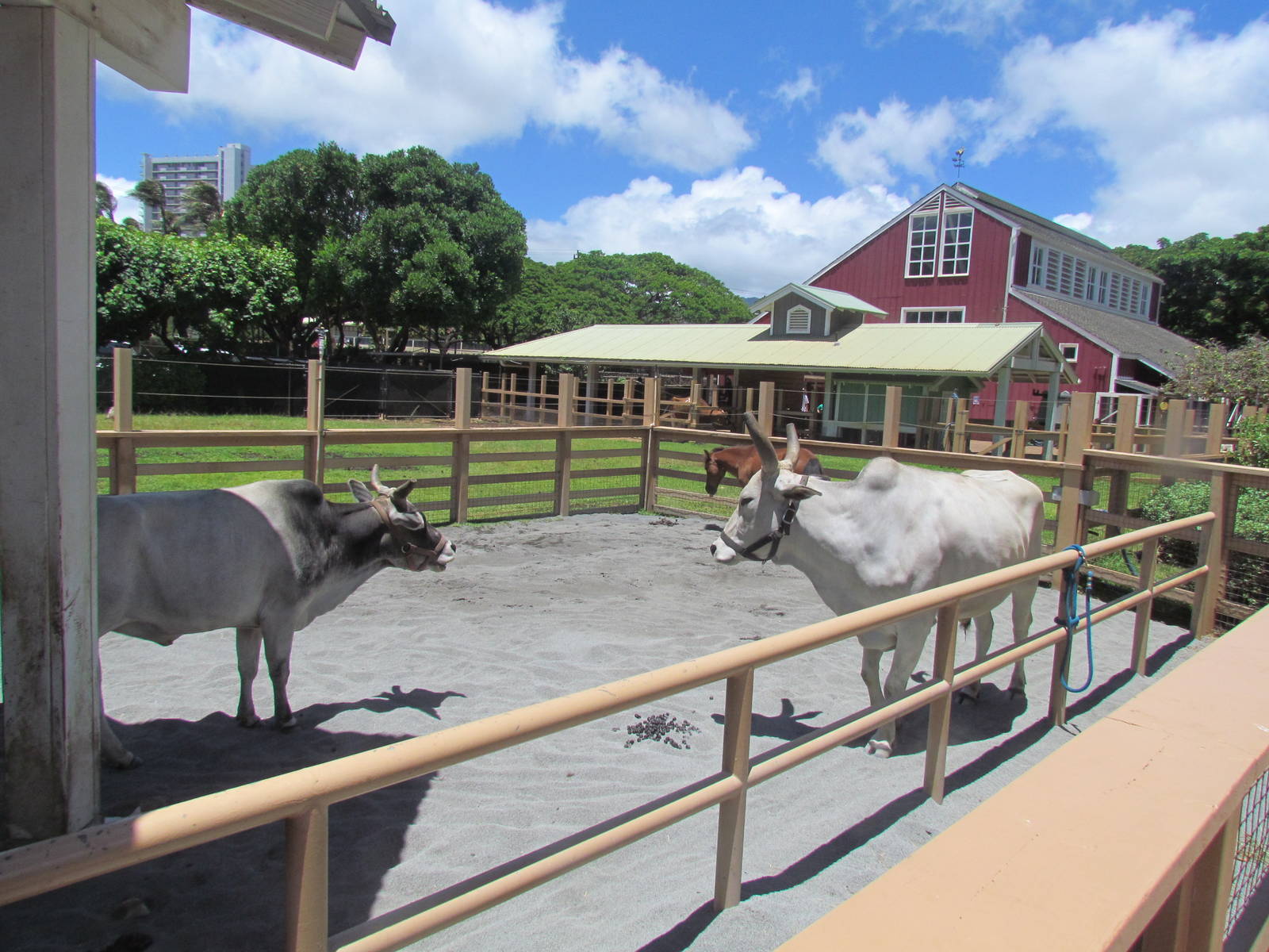 Keiki Zoo - Zebu Cattle