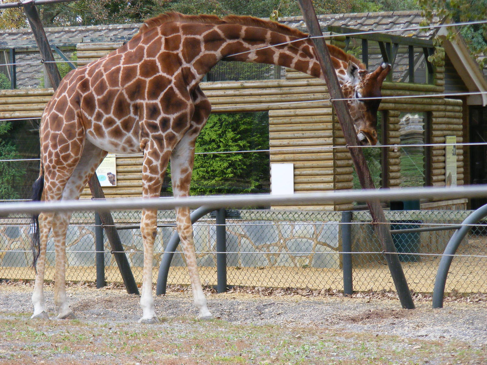 Keisha the giraffe at Twycross Zoo, 25 September 2009