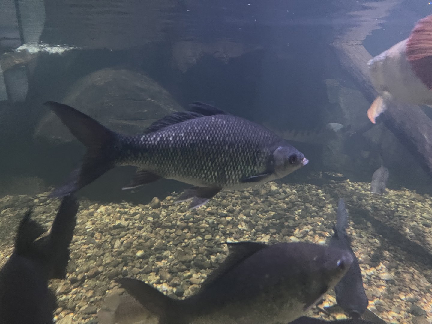 kelabau barb (osteochilus melanopleura) - dunia air tawar