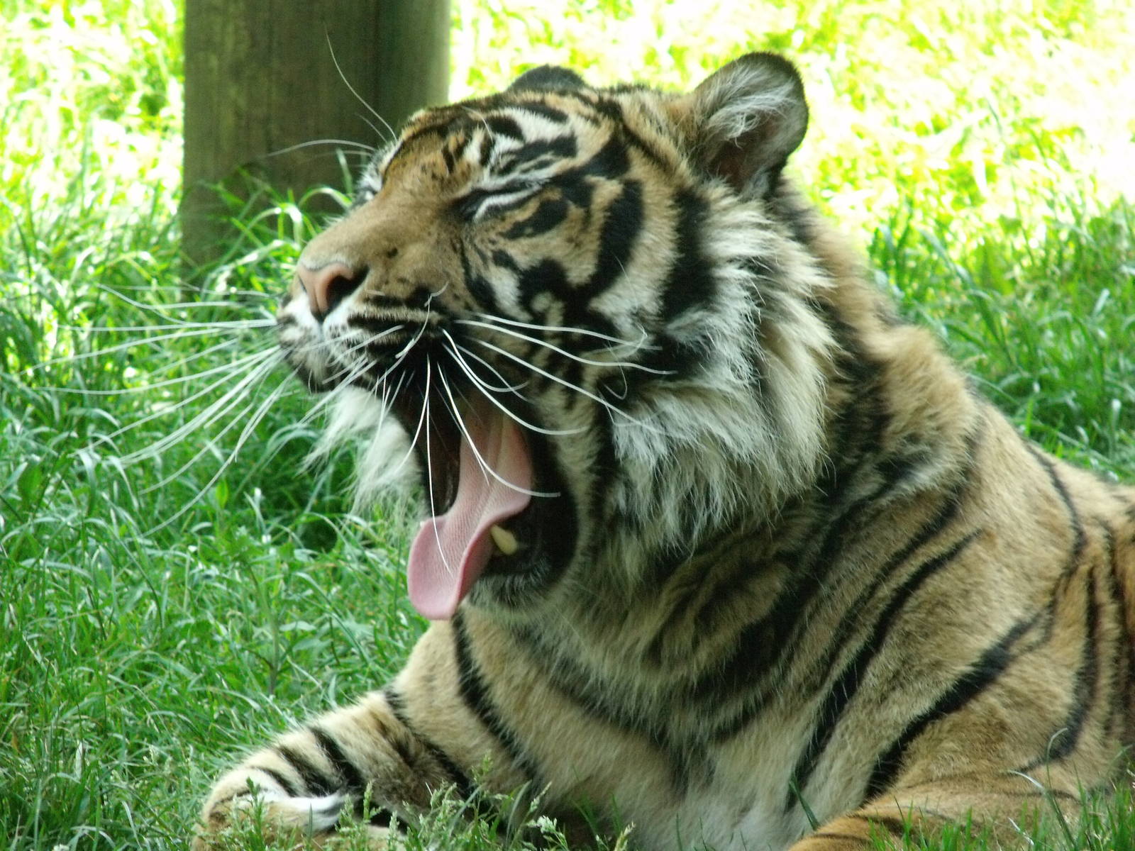 Kelabu Sumatran Tiger