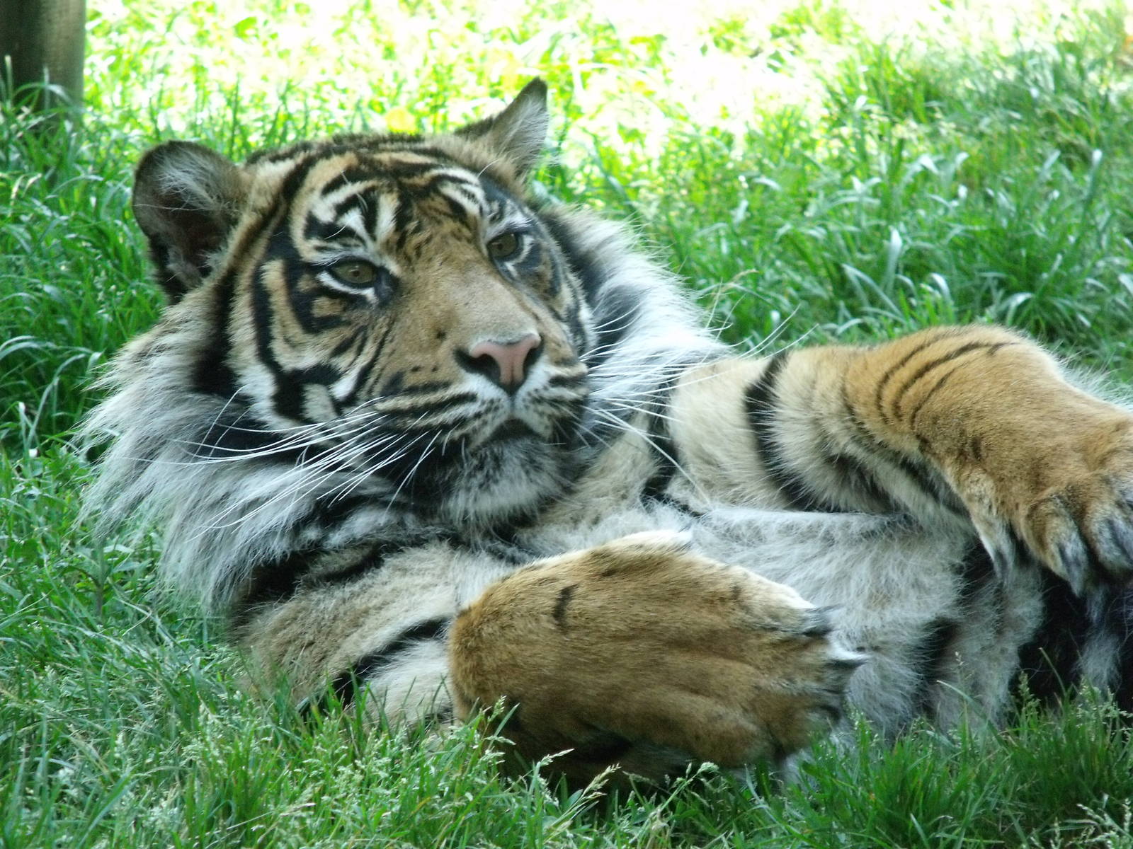 Kelabu Sumatran Tiger