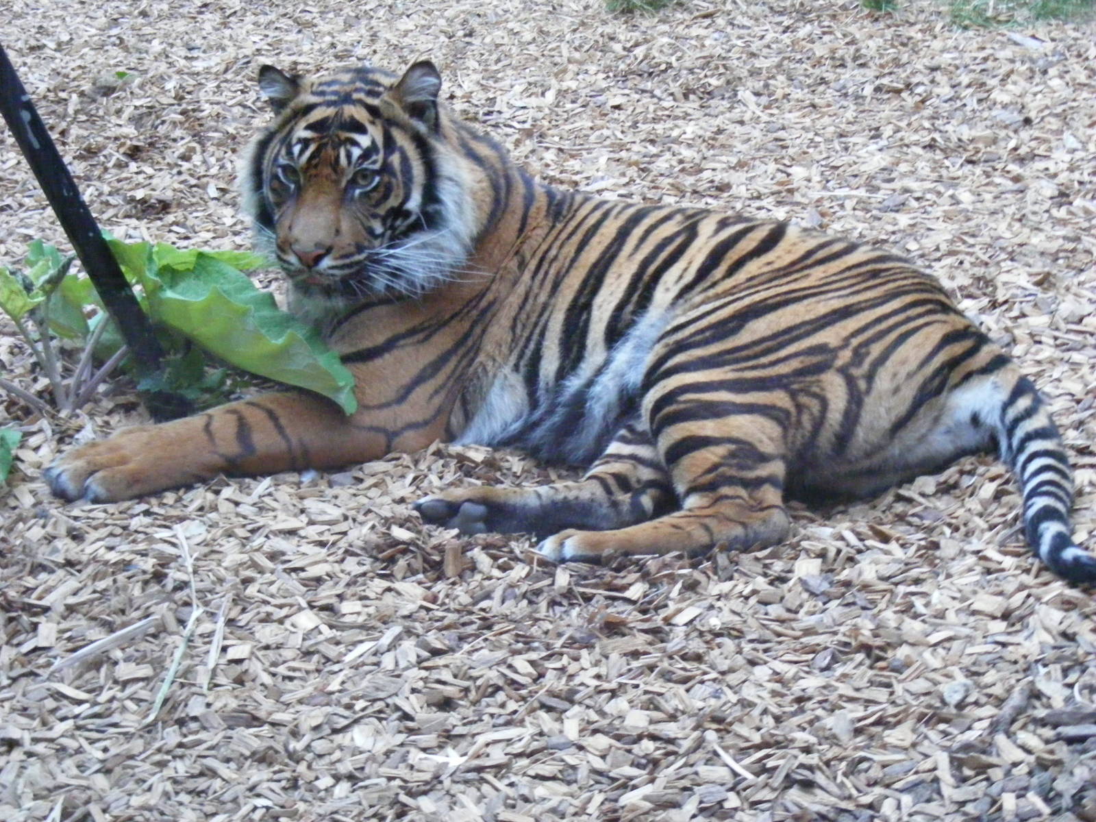 Kelabu the Sumatran tiger at Chessington Zoo, 25 June 2010