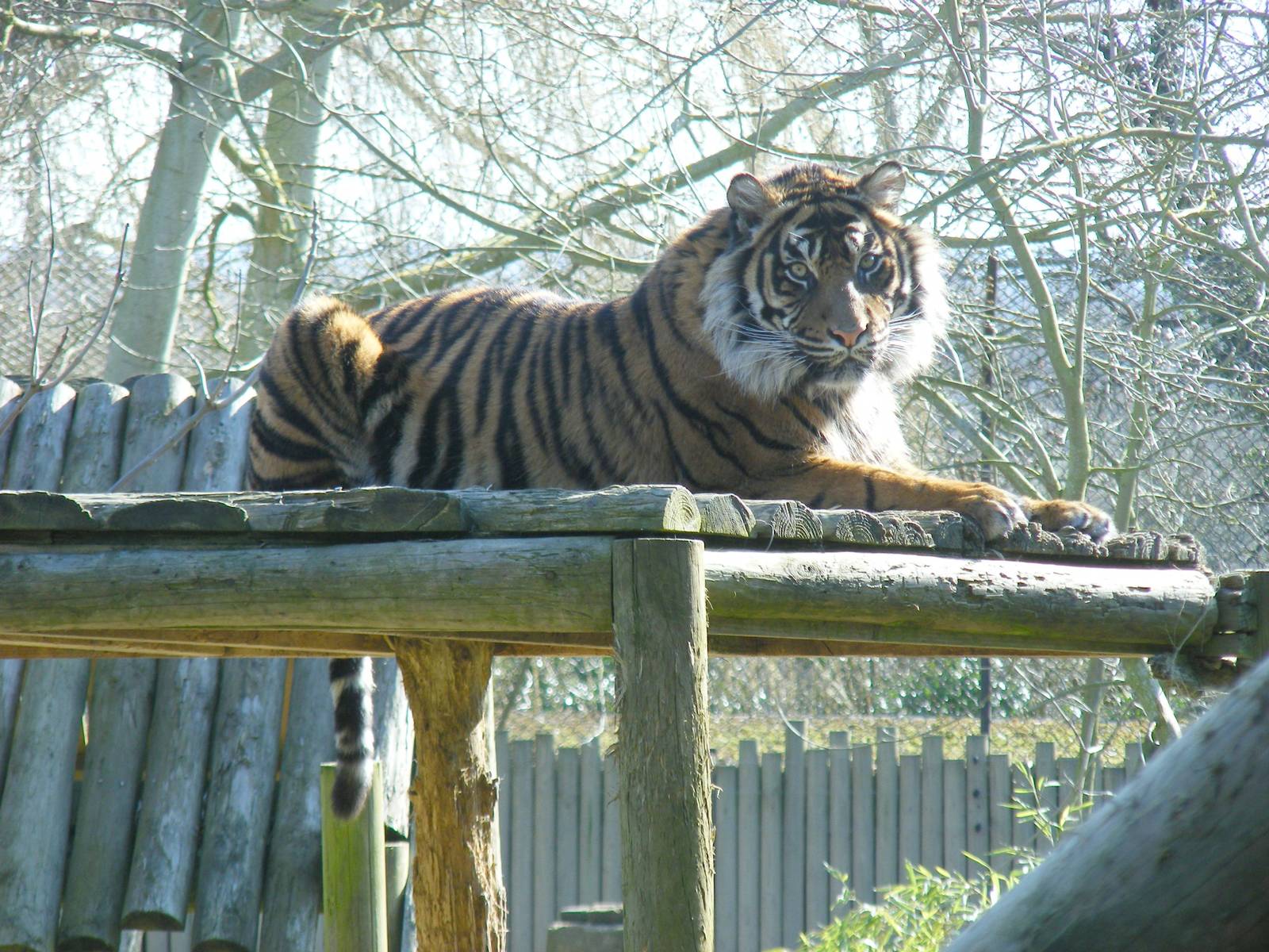 Kelabu the Sumatran tiger at Chessington Zoo, 7 March 2010