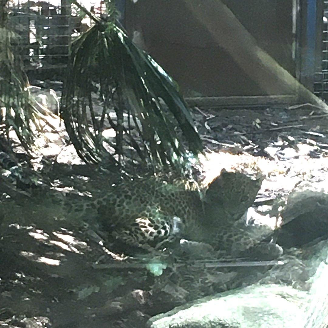 Kelani, female Sri Lankan Leopard cub (taken 28/01/2023)