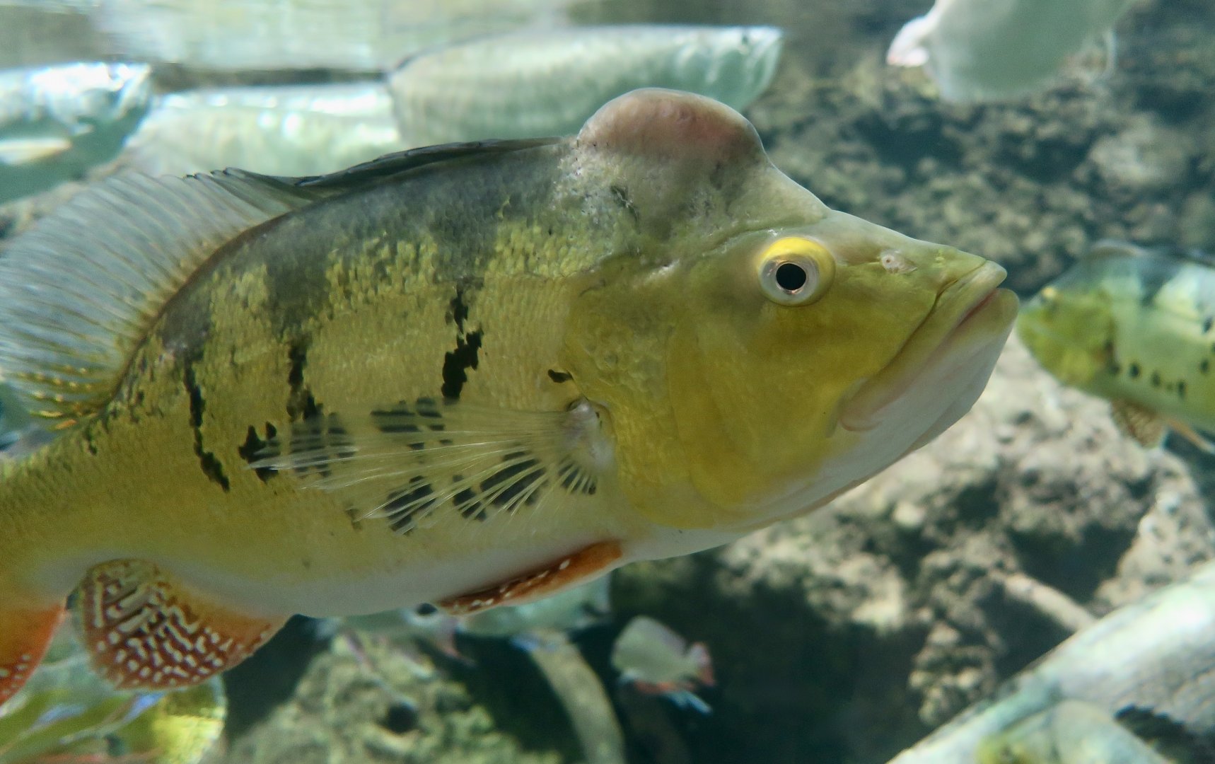 Kelberi Peacock Bass (Cichla kelberi) - Xpark