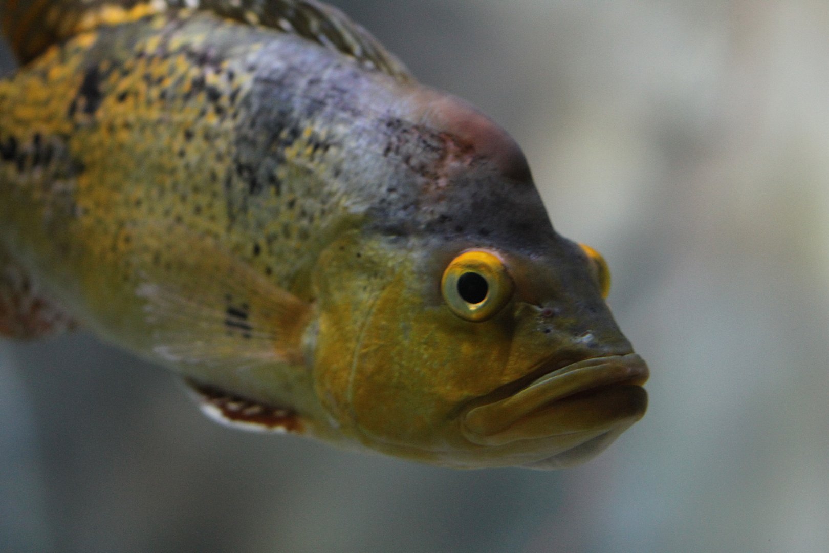 Kelberi Peacock Bass (Cichla kelberi)