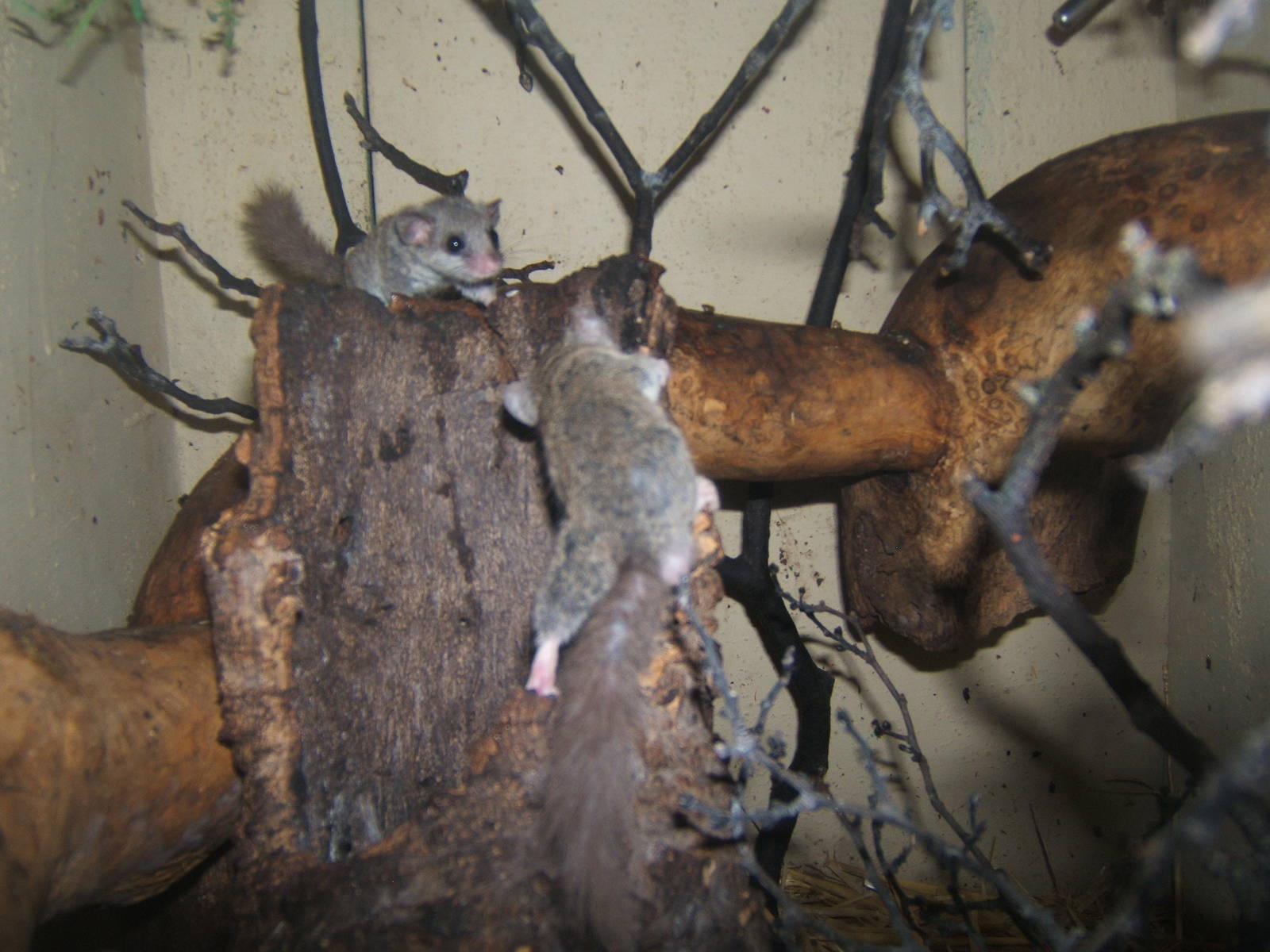Kellen`s Dwarf Dormouse