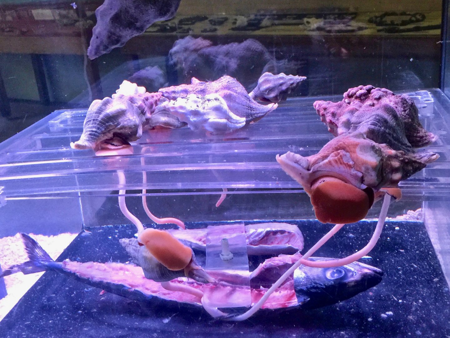 Kellet's Whelk (Kelletia kelleti)