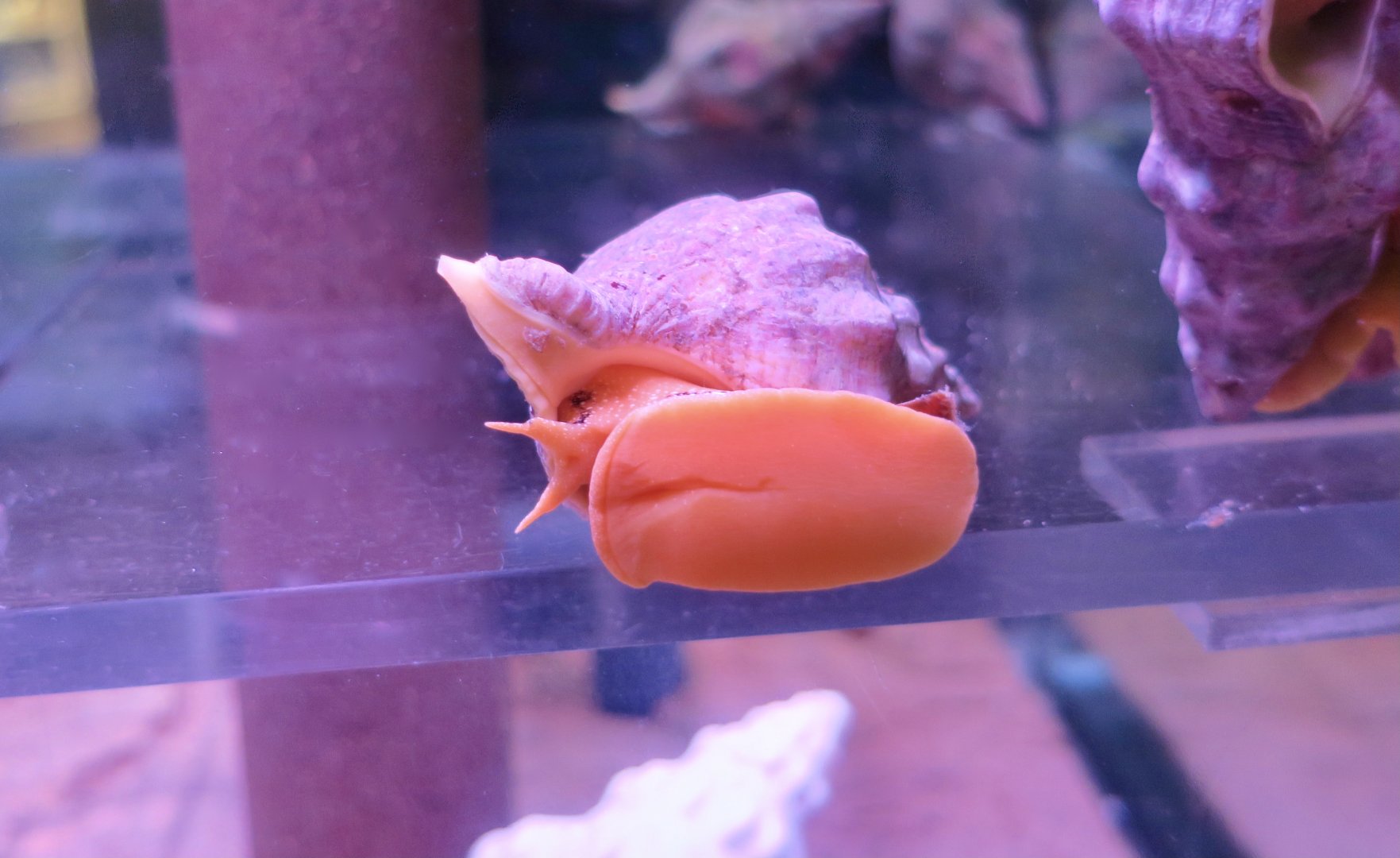 Kellet's Whelk (Kelletia kelletii)