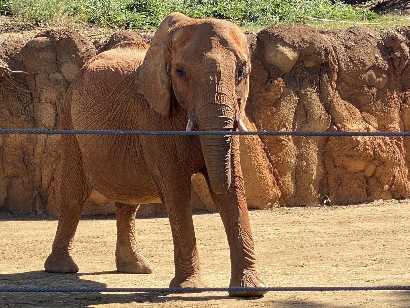 Kelly at Zoo Atlanta
