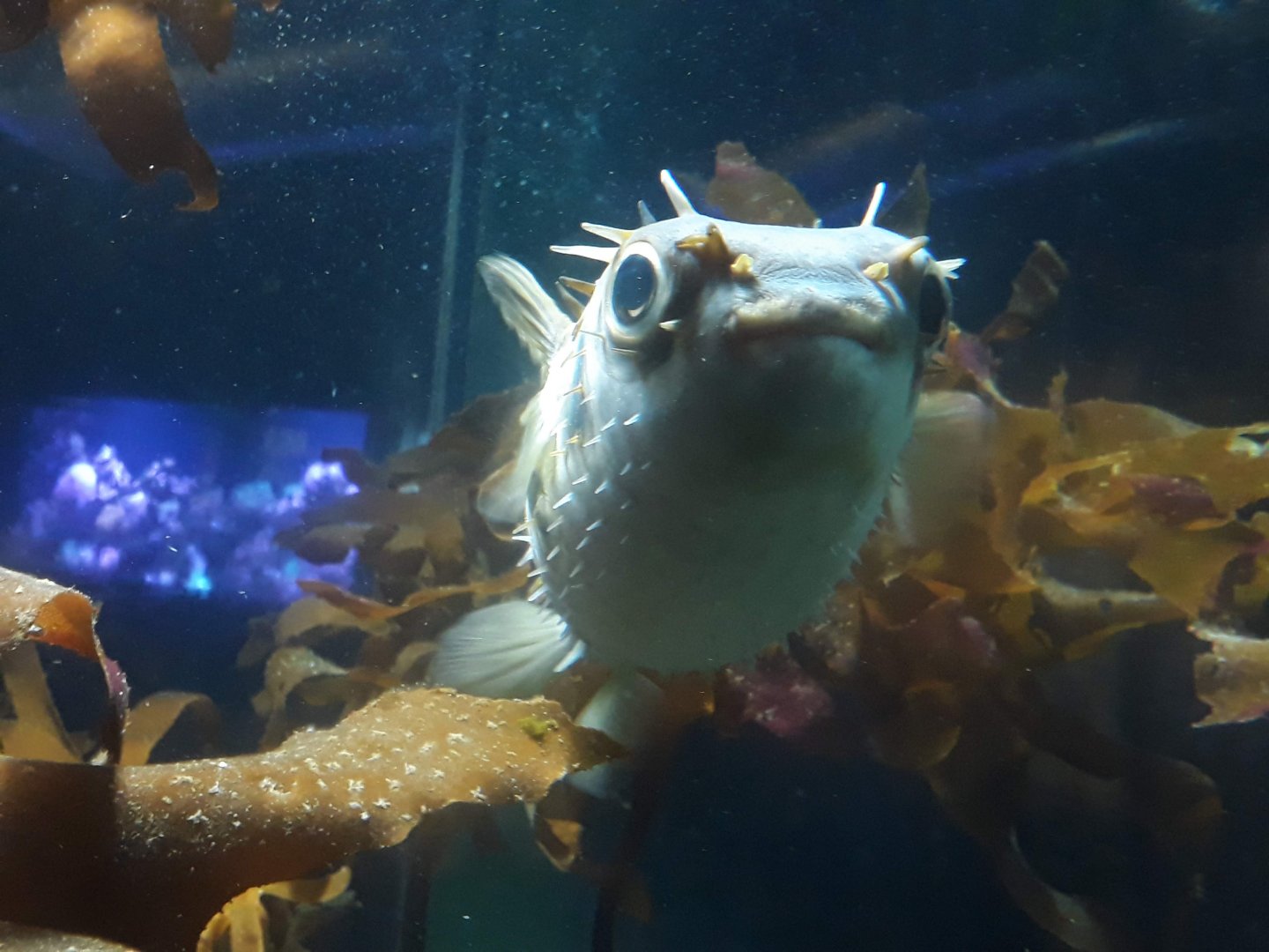 Kelly Tarltons | Australian Burrfish
