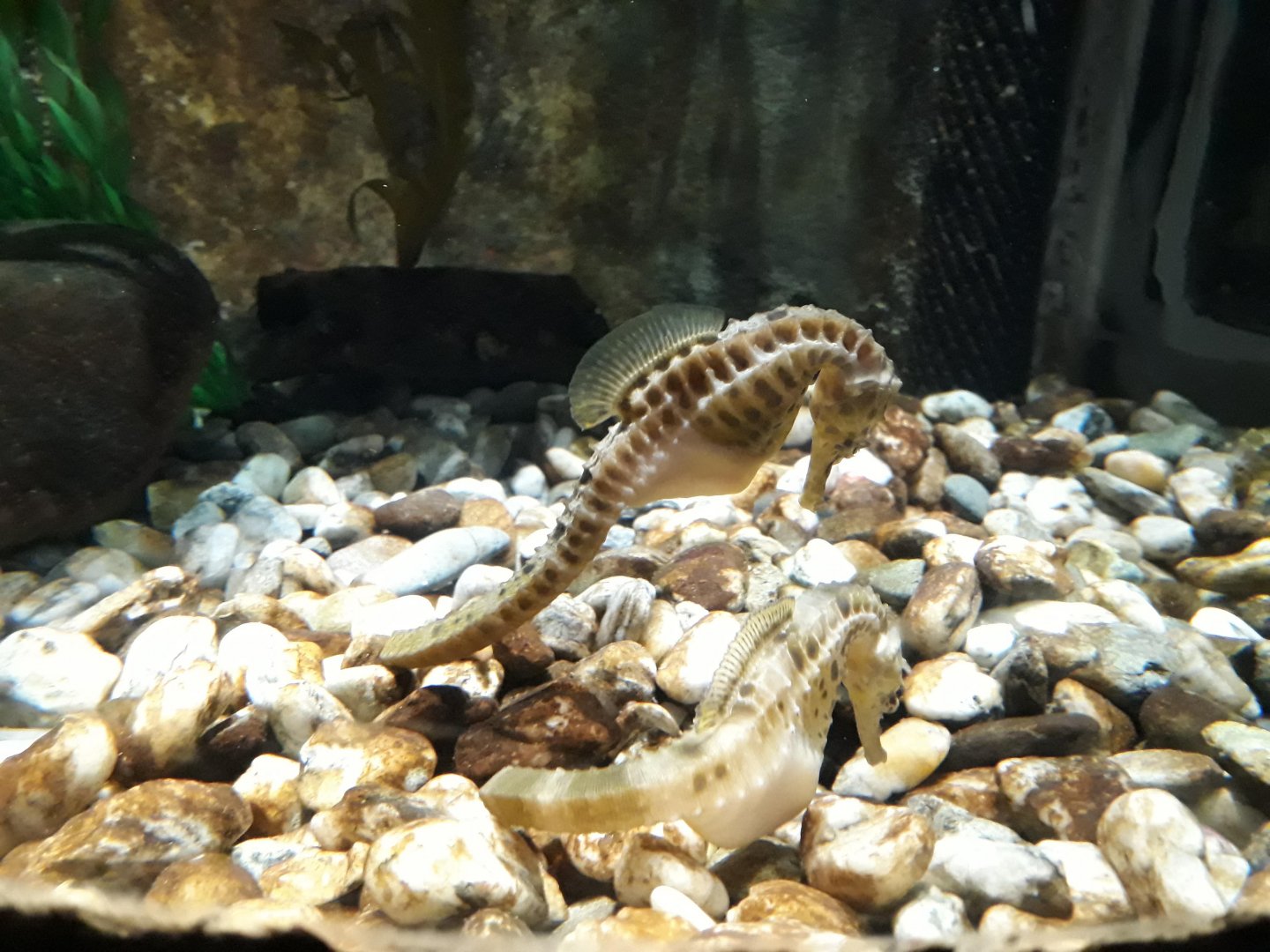 Kelly Tarltons | Big-bellied Seahorse