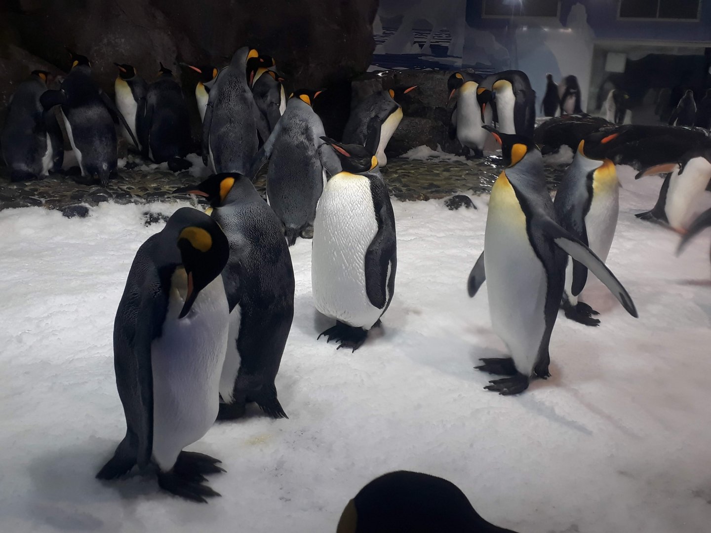 Kelly Tarltons | King Penguins