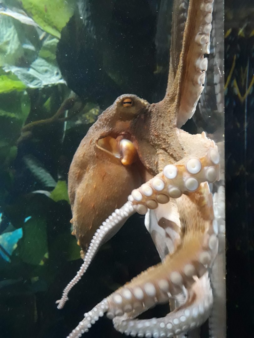 Kelly Tarltons | Māori Octopus