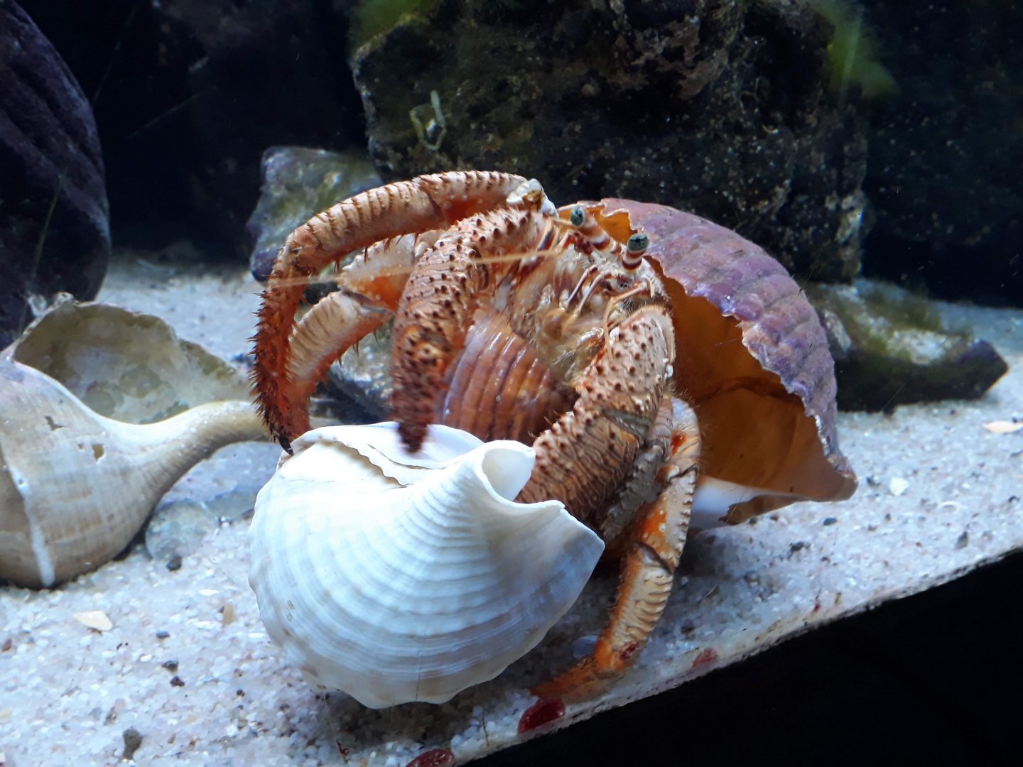 Kelly Tarltons | New Zealand Hermit Crab