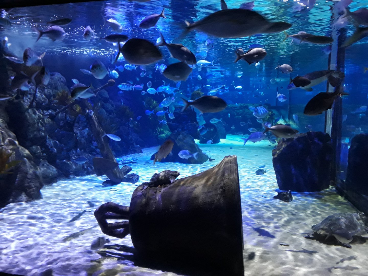 Kelly Tarltons | Turtle Bay Tank