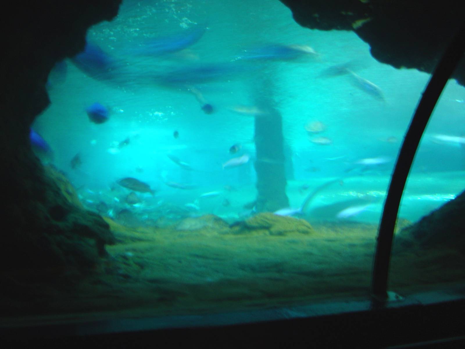 Kelly Tarlton's Underwater World