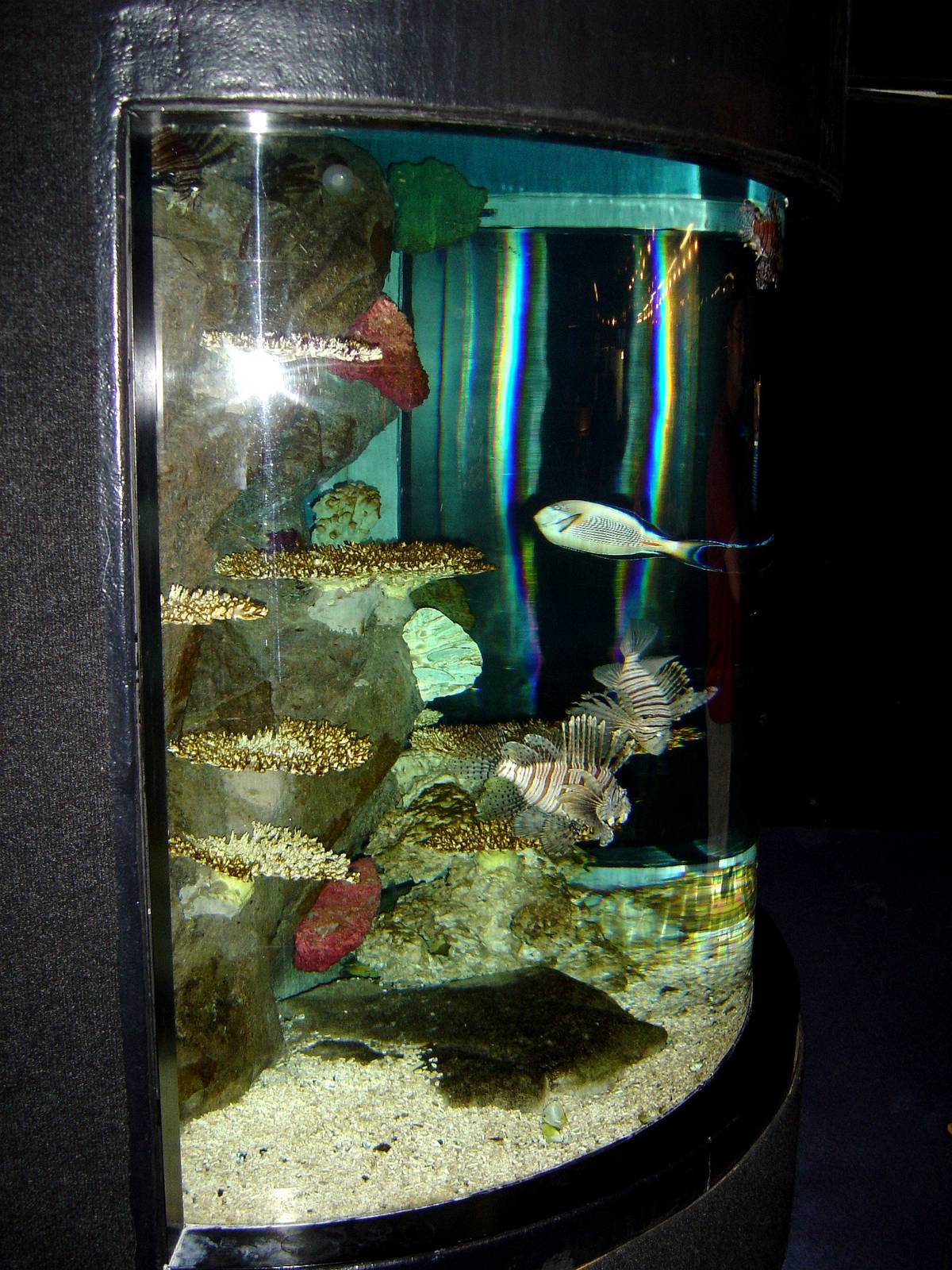 Kelly Tarlton's Underwater World