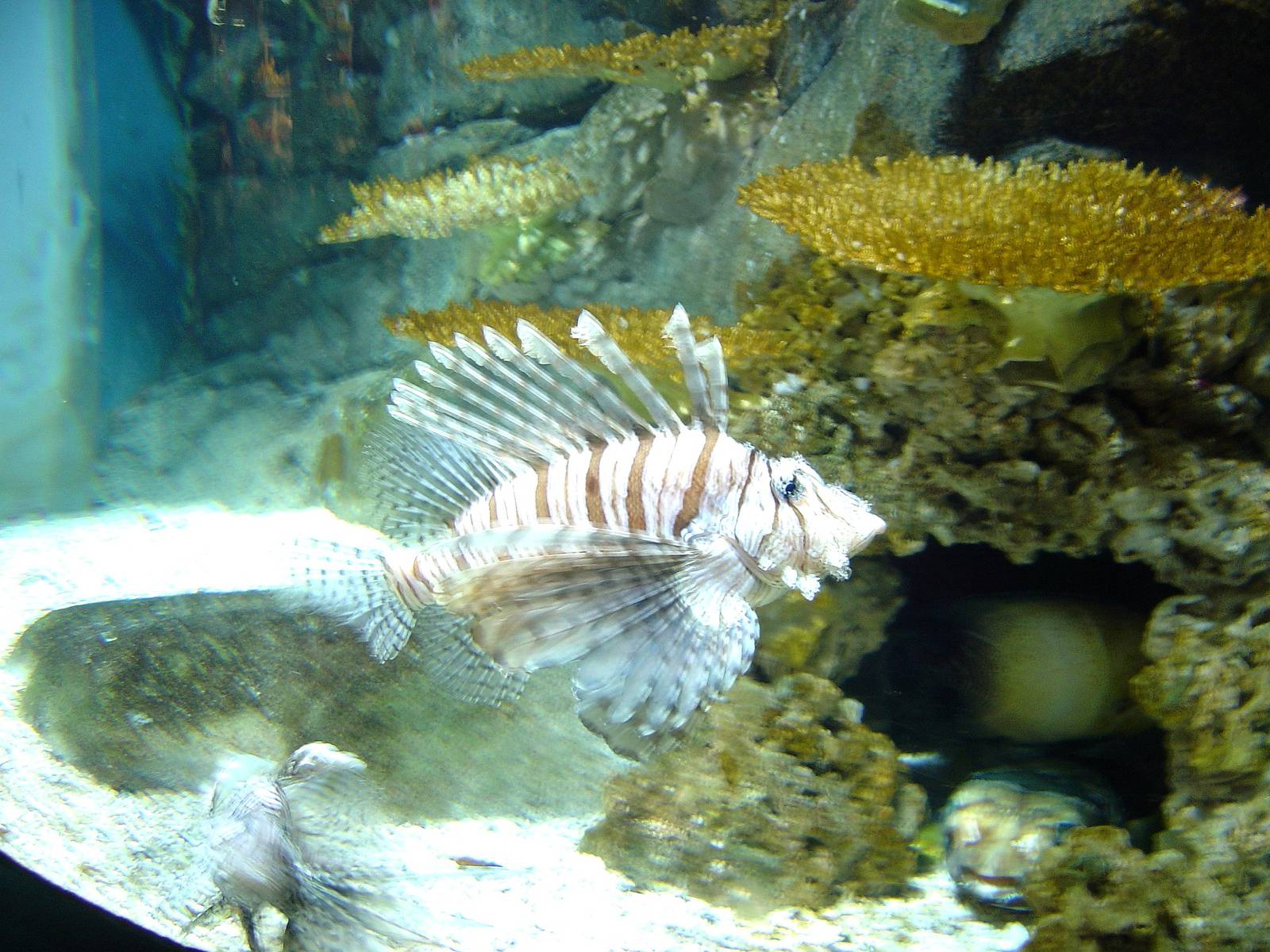 Kelly Tarlton's Underwater World