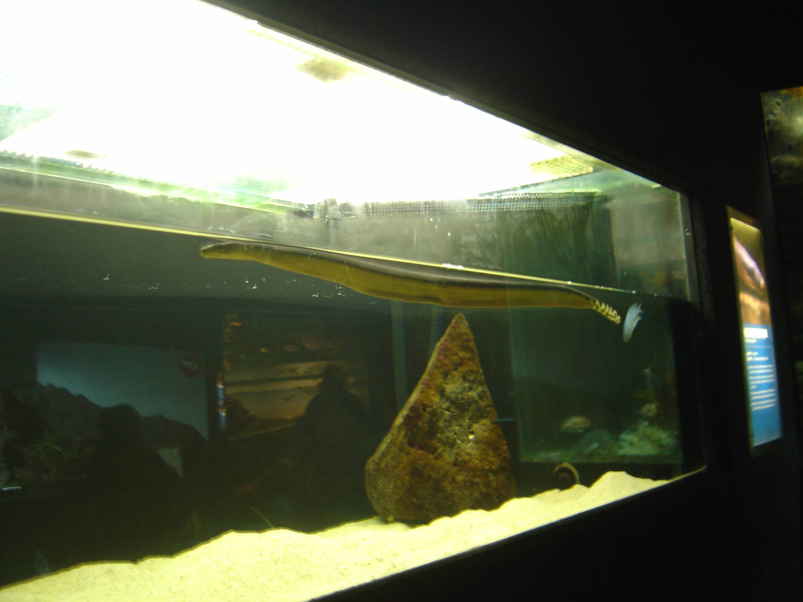 Kelly Tarlton's Underwater World