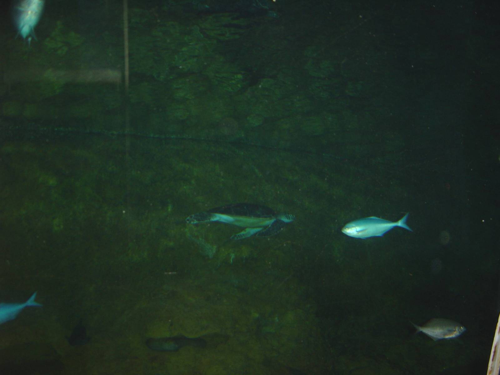 Kelly Tarlton's Underwater World