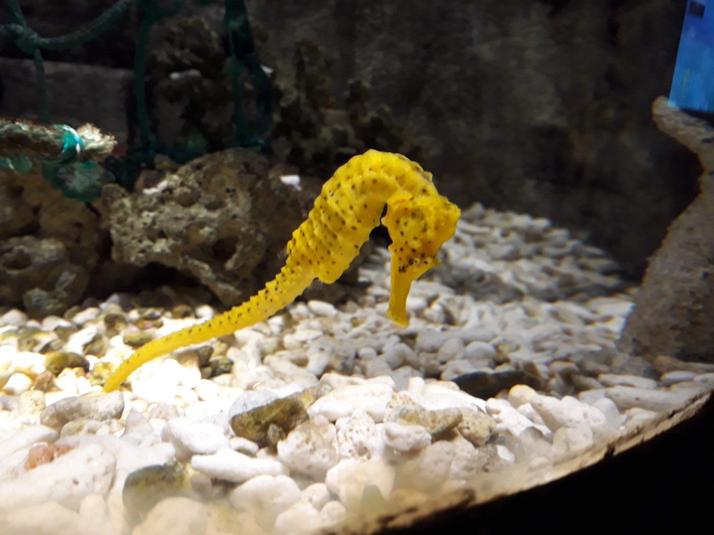 Kelly Tarltons | Yellow Seahorse