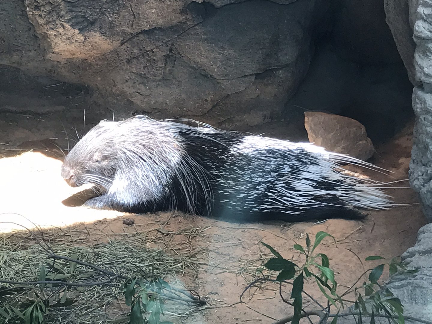 "Kelly" the Cape Porcupine